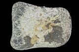 Hadrosaur Foot Bone - Alberta (Disposition #-) #100491-1
